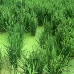 Explorando los irresistibles aromas del Vetiver en los Perfumes de Guerlain y Adolfo Dominguez.