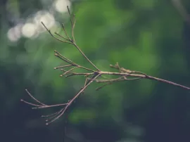 Descubriendo el alcohol isopropílico: ¿qué es, para qué sirve y dónde no usarlo?