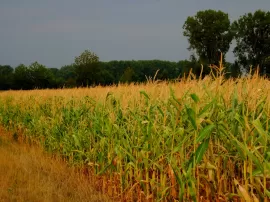 Fortalece tu suelo pélvico con vitaminas, alimentos y ejercicios para prevenir y tratar el prolapso