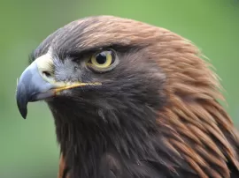 La historia de los emblemáticos almacenes de Barcelona