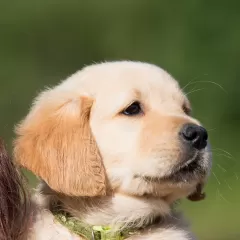 BB Eye Roll-on Garnier: beneficios, precio, variedades y opiniones en Primor, Druni y otros establecimientos.