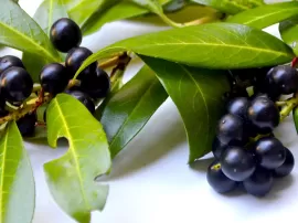 Los beneficios de la pomada de belladona para la piel: precio, usos y dónde comprar