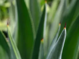 Tipos de botines abiertos y cómo elegir el adecuado para ti.
