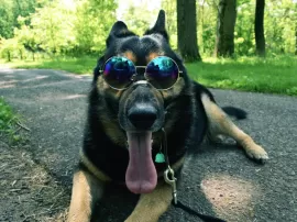 El amor alemán: descubre cómo es amar y ser amado por un hombre de Alemania