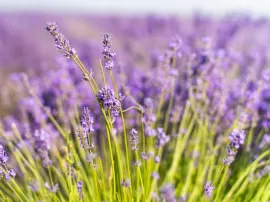 Guía de compras: Todo sobre la lavanda, precios y mejores lugares para adquirirla