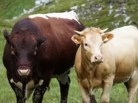 La Cruz de Caravaca: un poderoso amuleto con misterios y virtudes sagrados.