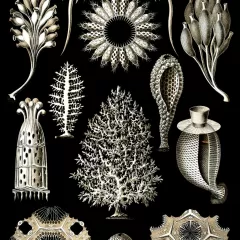 Esponjas faciales de Mercadona: precio, uso y beneficios para una piel radiante.