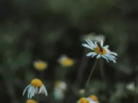 Manzanilla Oro de Mercadona y CARASA: el secreto para lucir un cabello saludable.