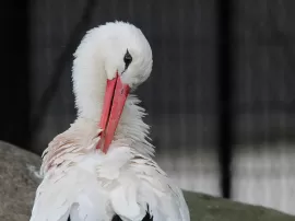 Descubre todo sobre la Nocilla en Mercadona: precios, marcas y controversias