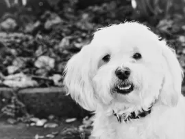Precios y consejos para ser paseador de perros en España: todo lo que debes saber
