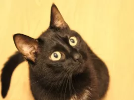 Las más conmovedoras peticiones en una boda: tradiciones, originalidad y emociones