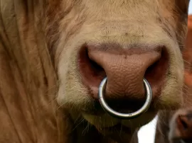 Guía para tratar y prevenir bultos e infecciones en piercings de nariz y oreja