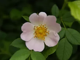 Encuentra tu color de labial ideal y su simbolismo en tonos rosados en tu maquillaje.