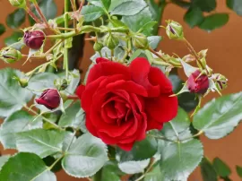 Precios accesibles de ramos de flores en España según cantidad.