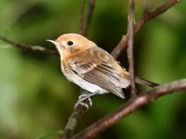 Consejos y uso adecuado del removedor para cuidar tus cutículas correctamente.