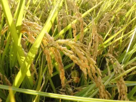 Jarabe de arroz integral: tiendas, variantes, beneficios para salud