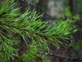 Resina de pino: usos y beneficios en tu vida diaria, precio y obtención.