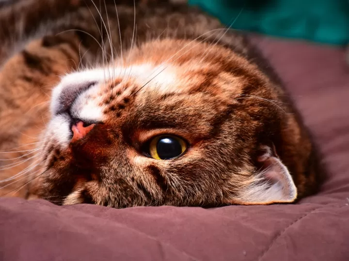 a mi gato se le queda caca pegada