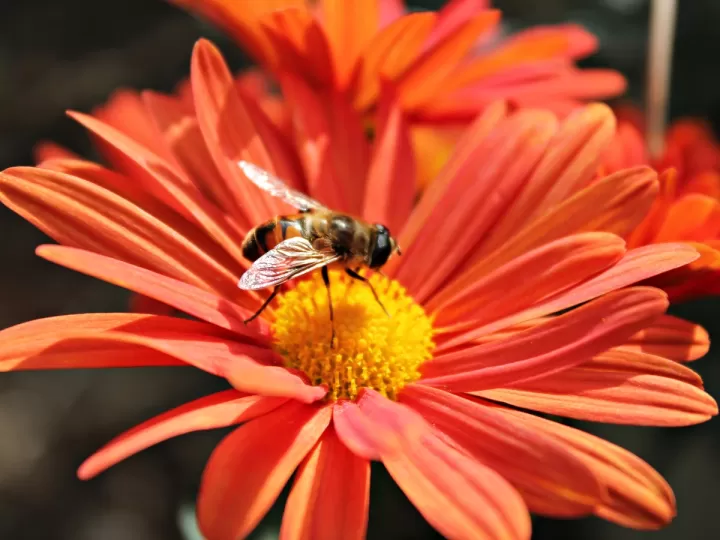abeille royale lotion fortifiante a la gelée royale como usar