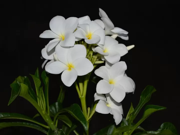 aceite de jazmín para la cara