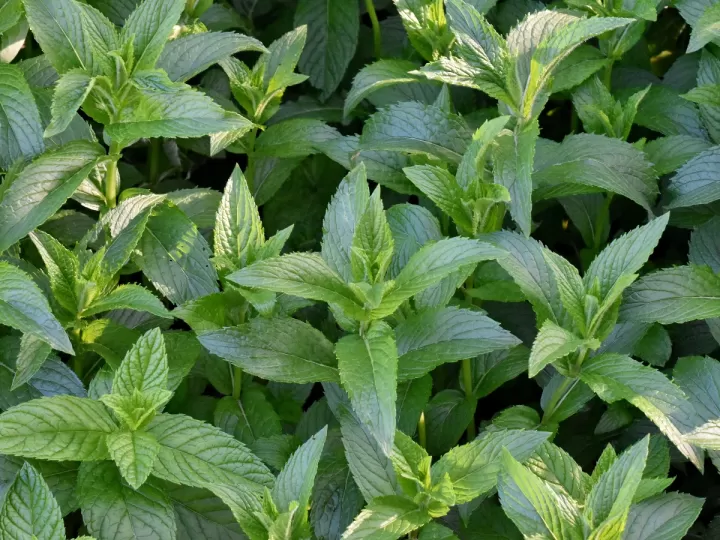 aceite de menta mercadona