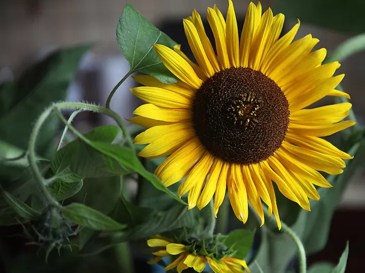 aceite de oliva o de girasol para la piel
