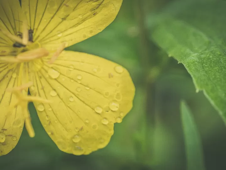 aceite de onagra efectos secundarios engordar
