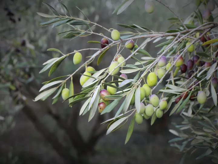 aceituna kalamata mercadona