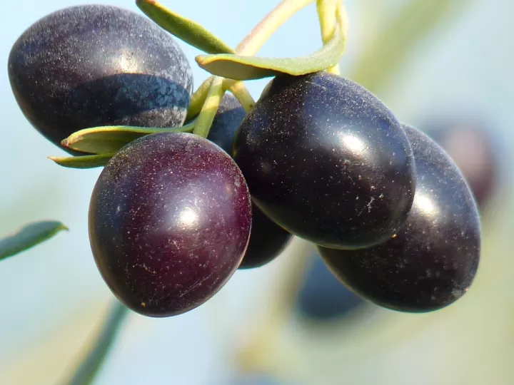 aceitunas kalamata mercadona precio