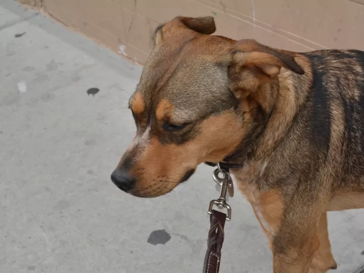 adopcion perros coruña