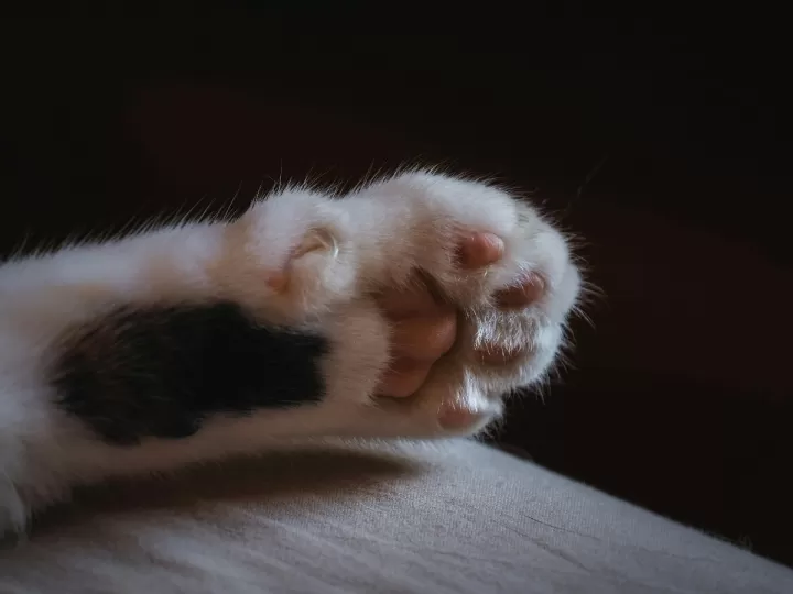 almohadillas para pies mercadona