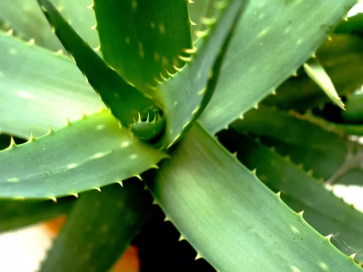 aloe excellence