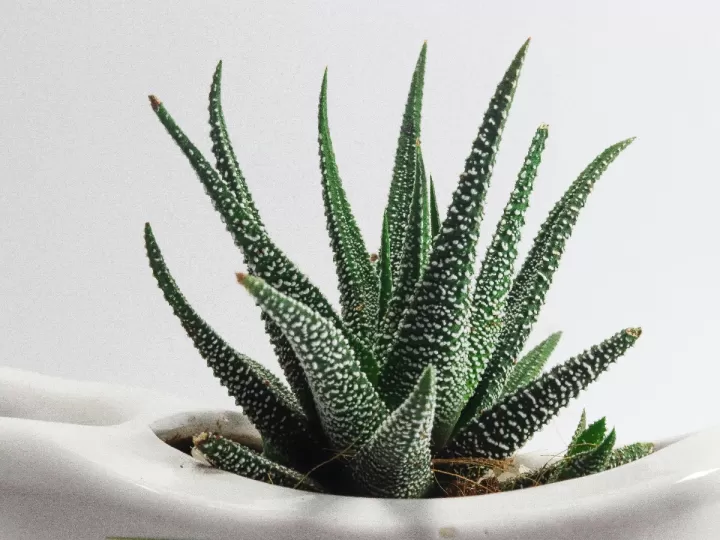 aloe vera falta de agua