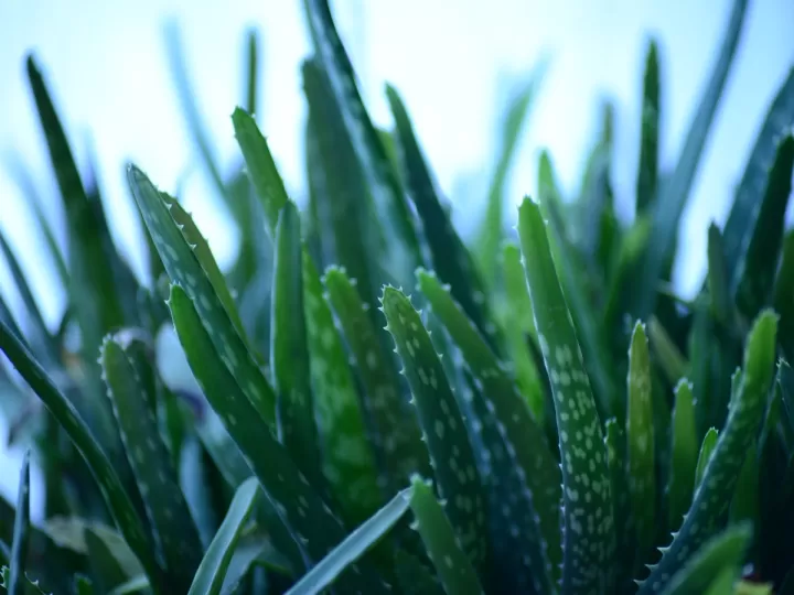aloe vera para adelgazar mercadona