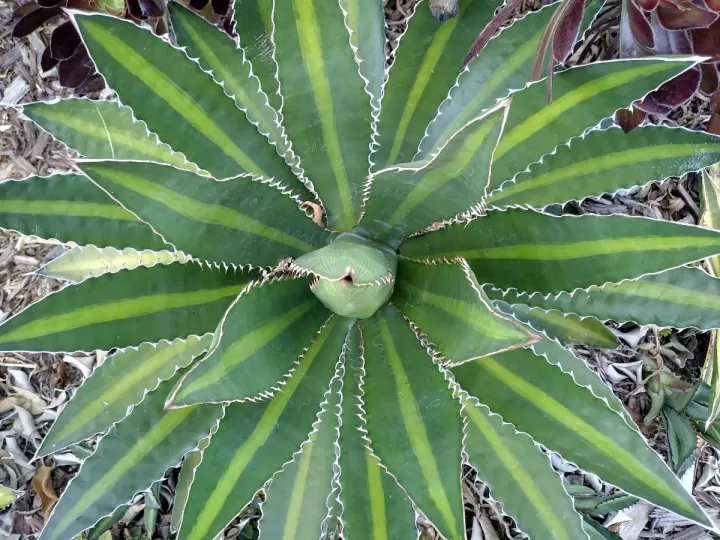 aloe vera para dermatitis seborreica