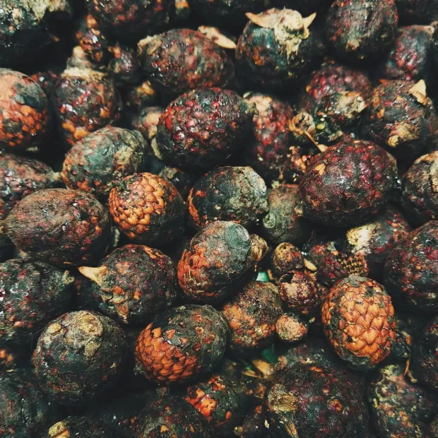 anti ox dragon's blood