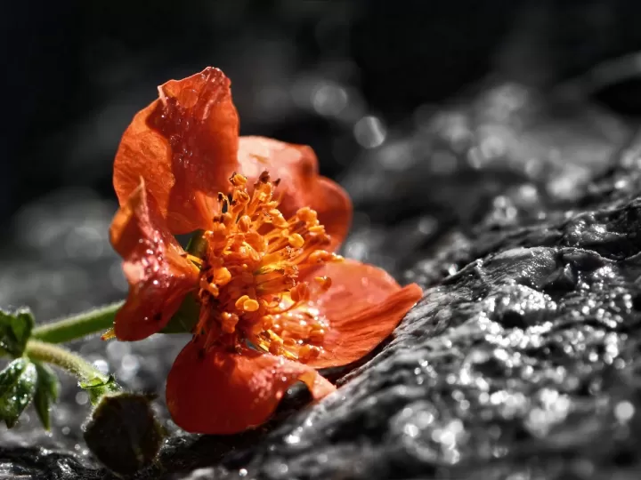 avene physiolift opiniones