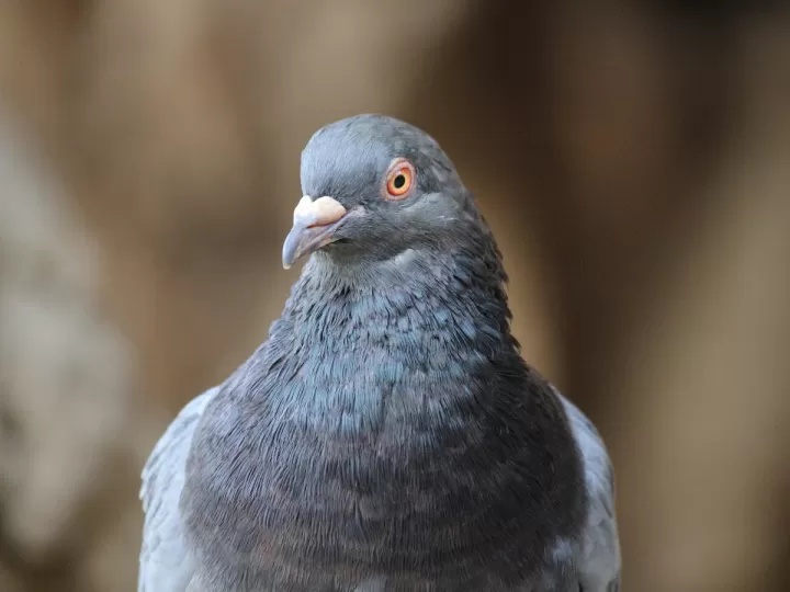 avifin gel repelente de palomas y pájaros