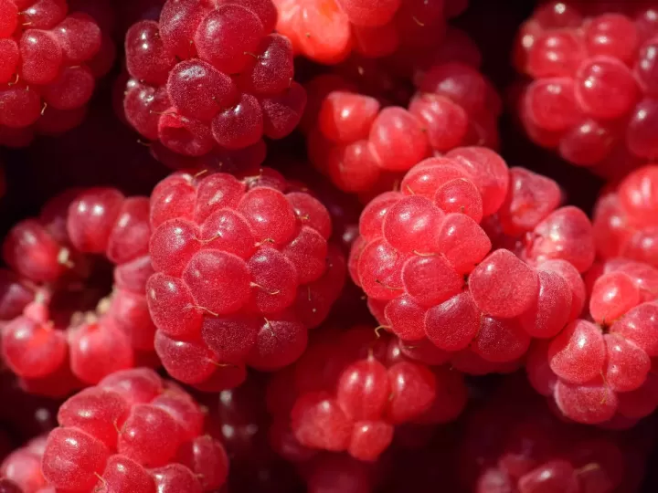 bayas de acai mercadona