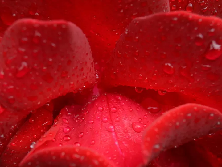 beauty drops de donde es