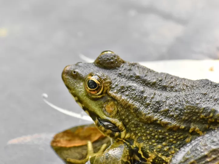 bioderma testa en animales