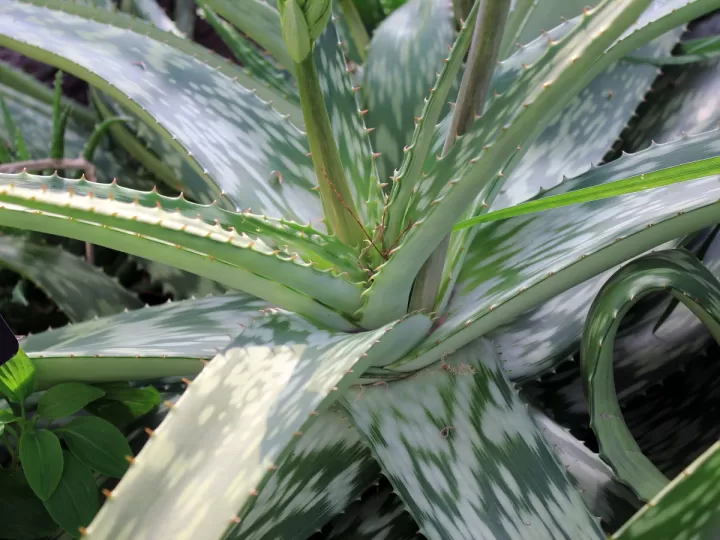 body milk aloe vera mercadona