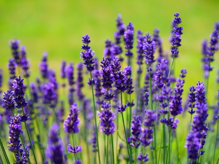 body milk lavanda puig