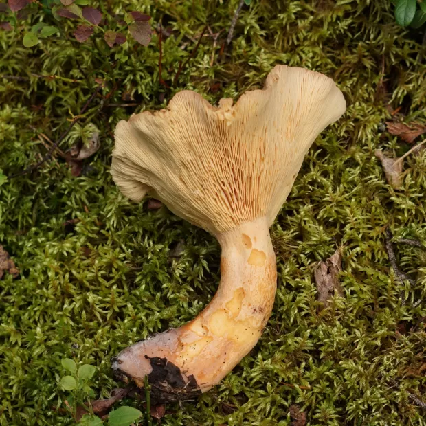 boletus deshidratados mercadona