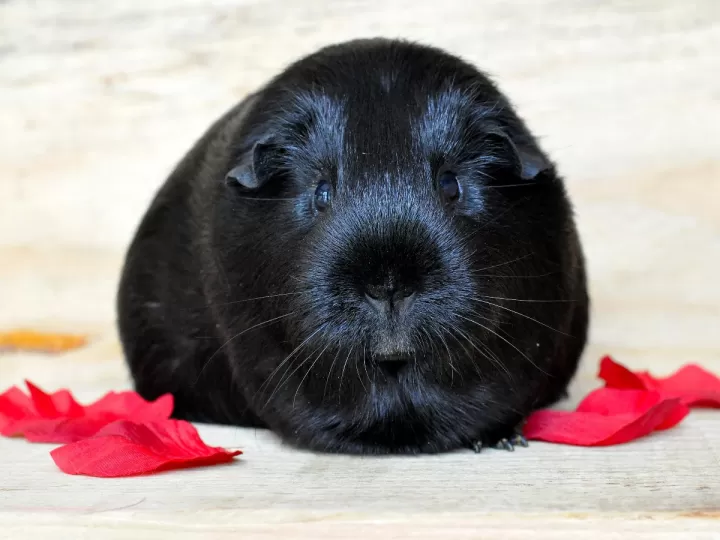 brazilian keratin smooth para que sirve