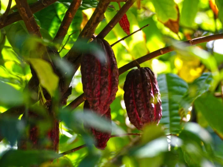 cacao lippen