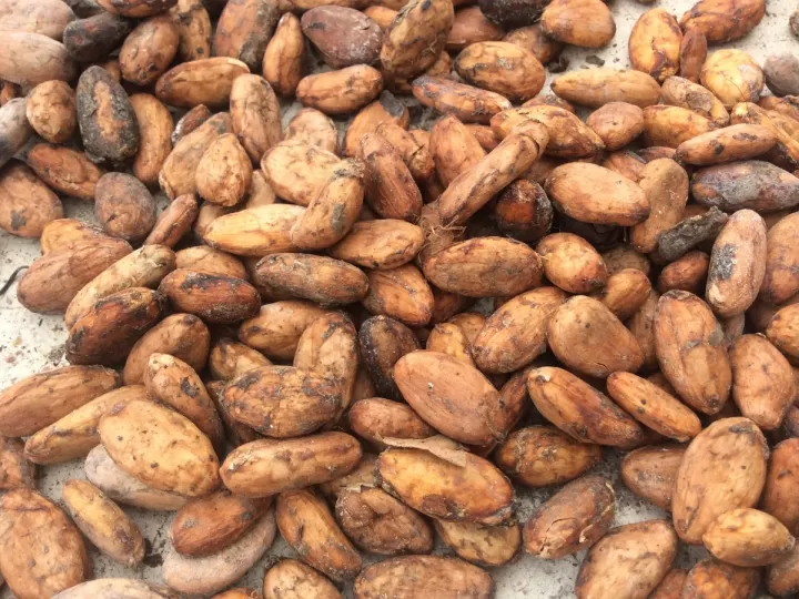 cacao seed