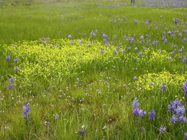 camas balinesas baratas