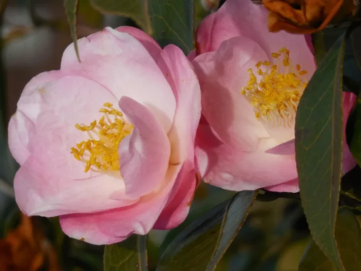 camellia oleifera