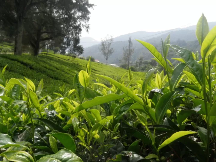 camellia sinensis leaf extract